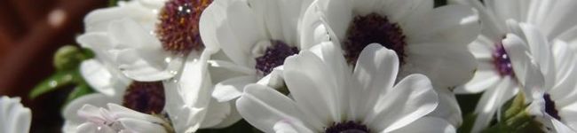 monvivre's header image