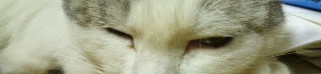 nobunnbu's header image