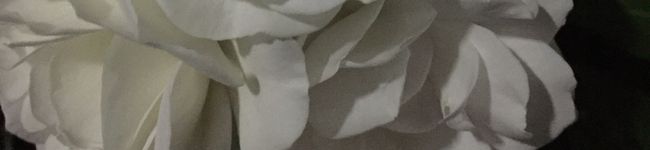 ＠彩雲's header image