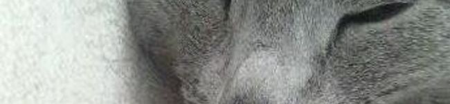 debert's header image