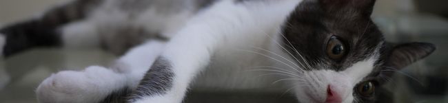 ごもりん家's header image