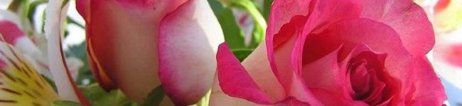princess♡'s header image