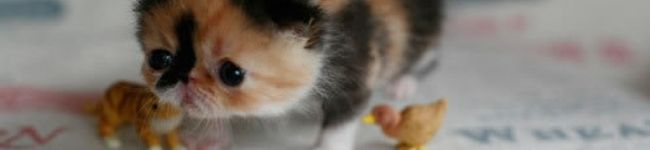 栞５２２'s header image
