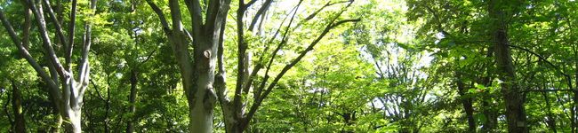 気分屋です's header image