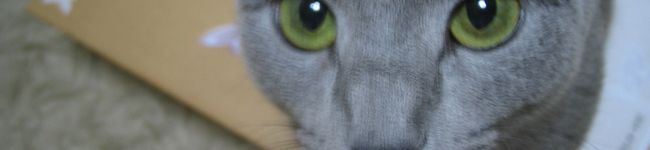 poporete's header image