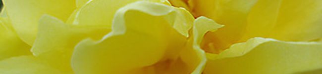 Whoopee's header image