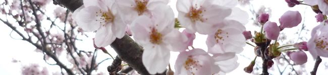 かほりありずむ's header image