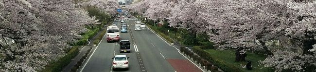 イグアナの笑顔's header image