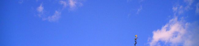 noriura's header image
