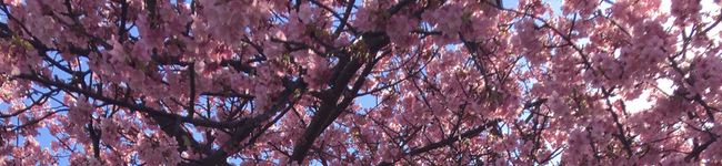 konaly♡'s header image