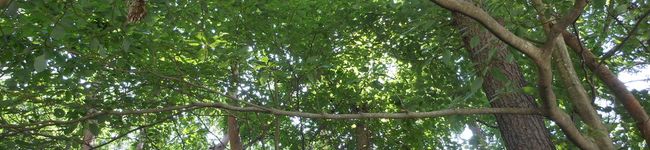 tyokityoki's header image