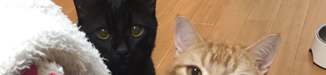 マイとクロの幸せ生活's header image