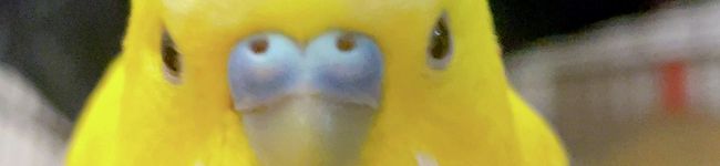 ぷちんさん's header image