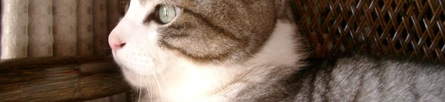 daineko's header image