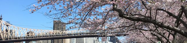 NYママ's header image