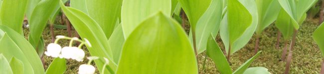 ＊micco＊'s header image