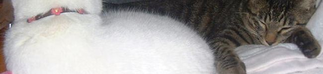 mommie's header image