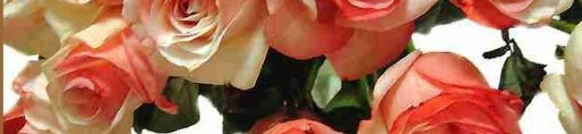 shina2010's header image