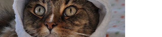 coccomyu's header image