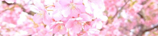 ＳＯＮＯＯＰＹ's header image