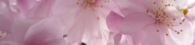haiyen's header image