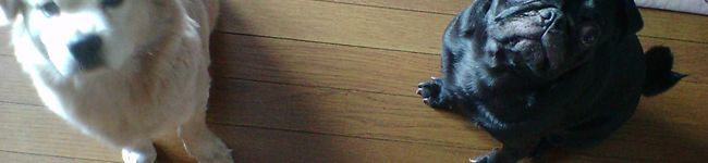 debu's header image