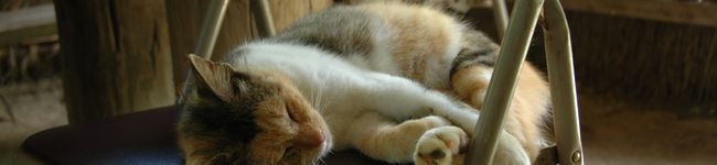 tontokotan's header image