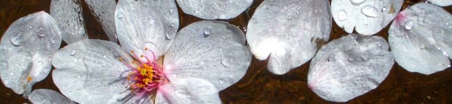dechikg's header image