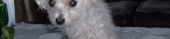 KURO★MK's header image