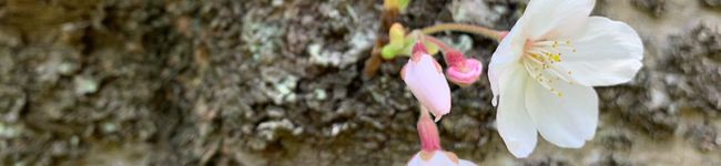 napico's header image