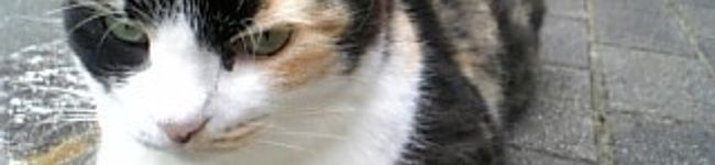 gingethu's header image