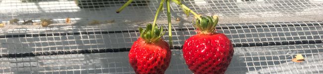 mfhh's header image