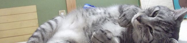 yuki_tora's header image