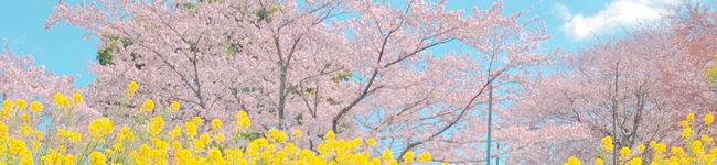 ひよひよ堂's header image