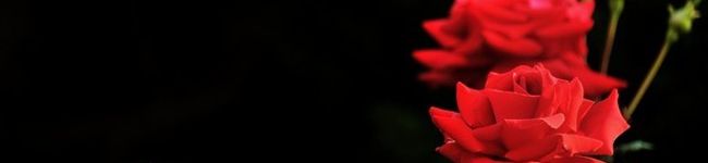 Rose姫's header image