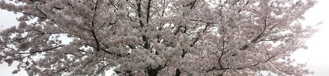 ぴーーー's header image