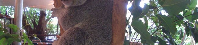 marimomo's header image