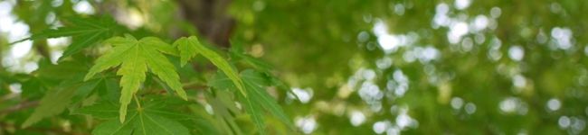bluekitty's header image