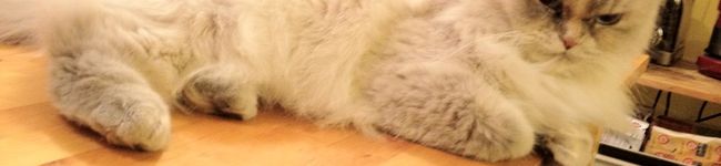ねこつむり's header image