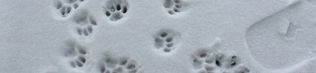 hicopo's header image