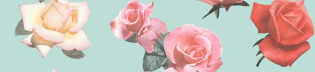 ｓｏｒａｍａｍｅ's header image