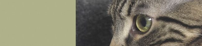igg's header image