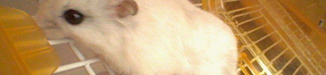 のの介's header image