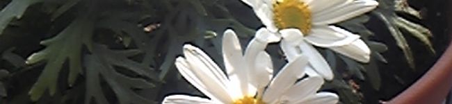 クックミホ's header image