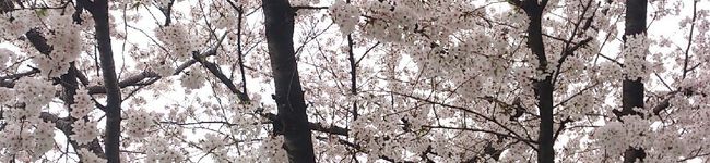 まぁこ123's header image