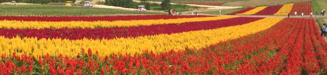 huacha0902's header image