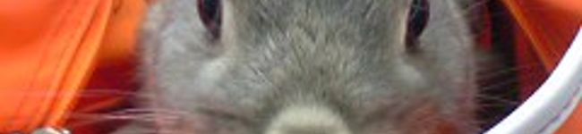 rumcafe's header image