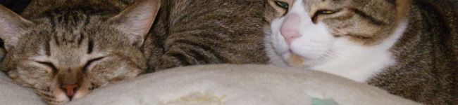 kazushi223's header image