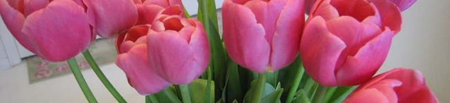 lovenoricandy's header image