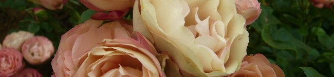 naponatu's header image
